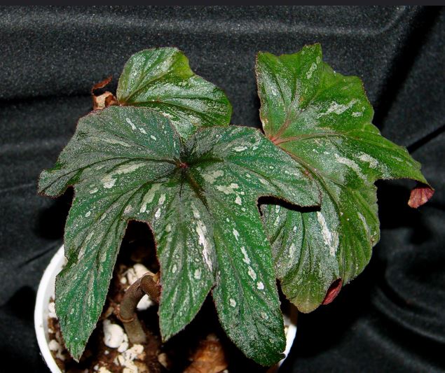 B. aconitifolia 'Hildegard Schneider'